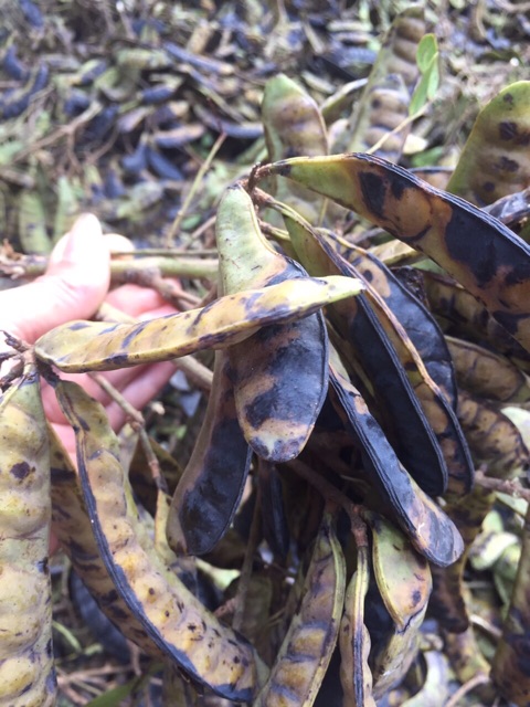 Thảo dược gội đầu bồ kết (túi lọc) | BigBuy360 - bigbuy360.vn