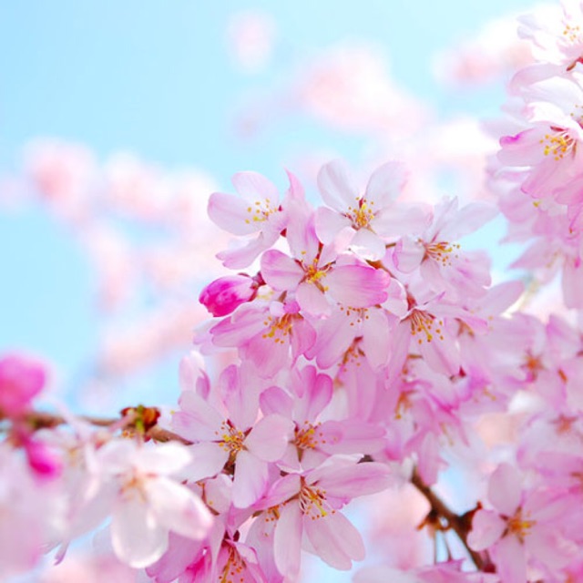 Hương liệu Cherry Blossom (Hoa Anh Đào)