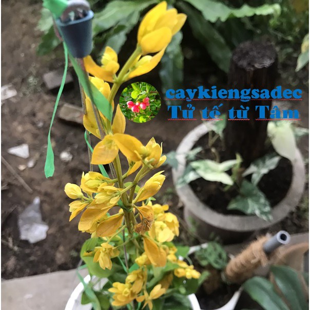caykiengsadec - Cây hoa lan hoàng dương-tặng phân bón-hoa kiểng lá-trang trí nội thất cảnh quan sân vườn ngoài trời