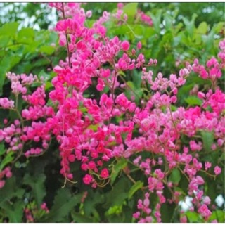 [HOA LEO GIÀN] Cây hoa TIGON trồng chậu cao 35cm, hoa mọc từng chùm màu hồng tuyệt đẹp, cây trồng ban công tường rào