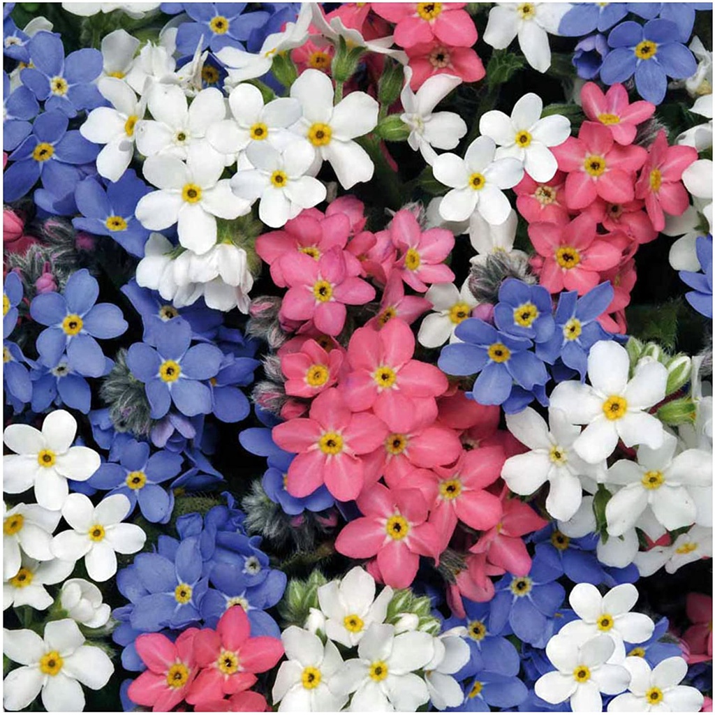 HẠT GIỐNG HOA LƯU LY NHIỀU MÀU Hỗn hợp màu Forget-Me-Not (Myosotis alpestris)