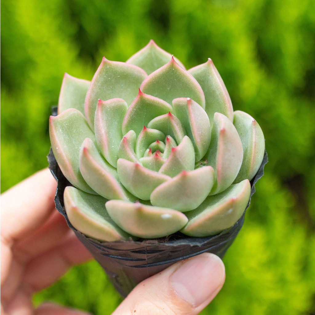 Sen đá kim lam 5-7cm - Vườn sen đá