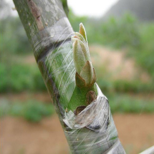 Màng Co (nilong - Băng Dính) ghép cây tiện ích, hiệu quả