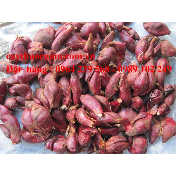 SÂM ĐẠI HÀNH- túi 1kg loại tươi dùng để  ăn hoặc trồng