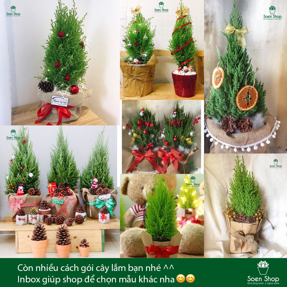 Tùng thơm - Quà tặng Noel