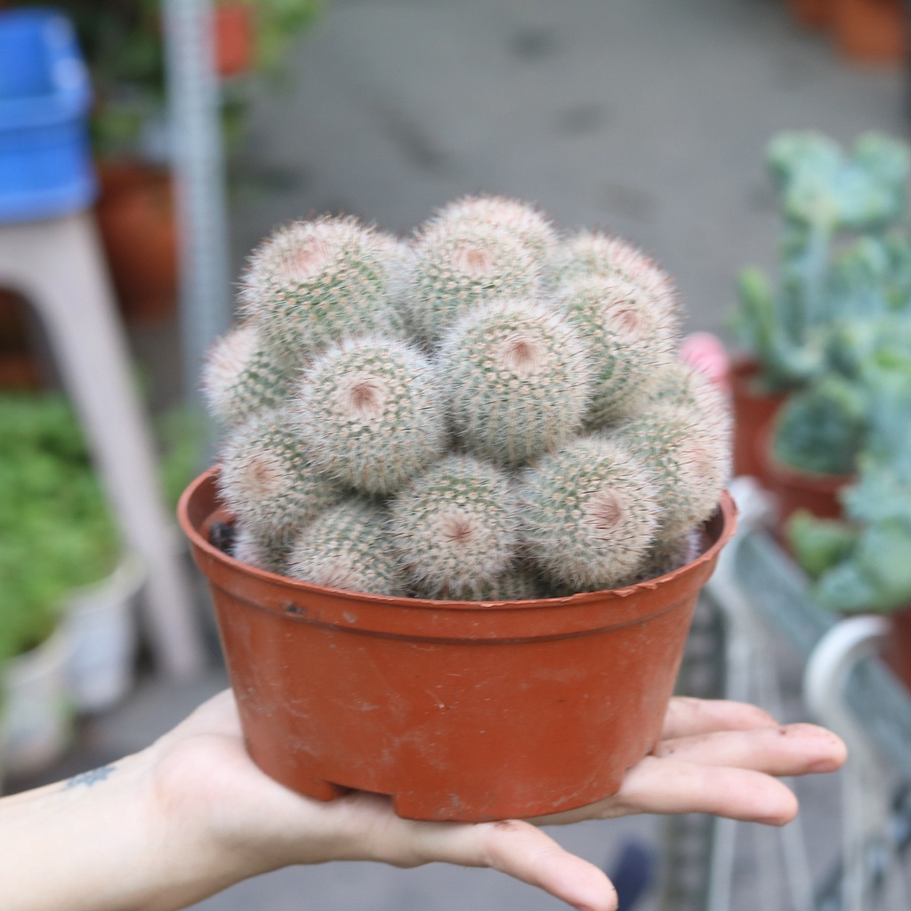 Xương rồng bụi nhiều loại, lobi, thiên nga.. chậu nhựa 10cm
