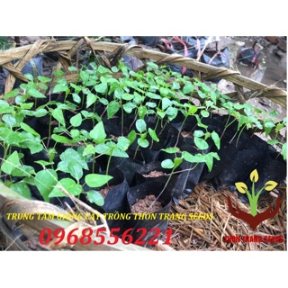 Cây giống Đu đủ