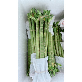 Cây Trúc Phú Quý (giá 1 Cây lẻ)