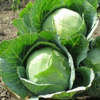 Hạt giống rau bắp cải giá rẻ