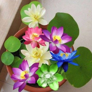 SEN MINI NHẬT 5 HẠT