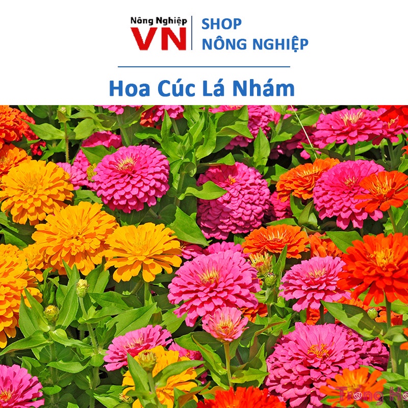 Hạt Giống Hoa Cúc Lá Nhám Dễ Chăm Sóc Gói 50 Hạt