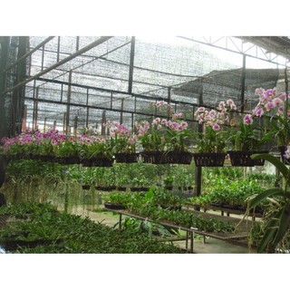 Lưới Lan Che Nắng 70 %