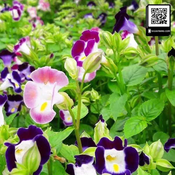 Hạt Giống Hoa Mắt Nai F1 loại siêu hoa dễ trồng dễ chăm sóc hoa nở đẹp