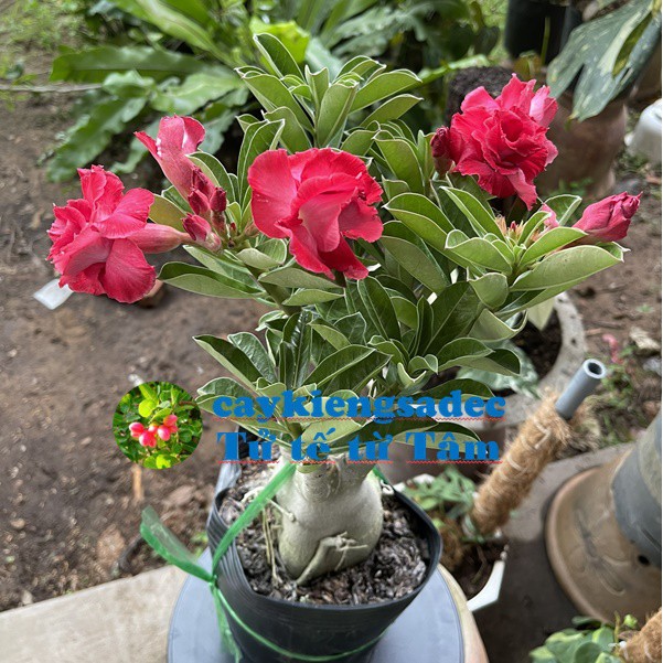 caykiengsadec cây hoa sứ thái (hoa đỏ ) - tặng phân bón - hoa kiểng lá-trang trí nội thất cảnh quan ngoài trời