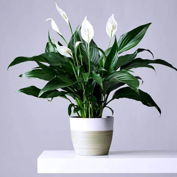 Cây giống Spathiphyllum wallisii Peace Lily (Lan Ý, Huệ Hoà Bình) chậu nhựa 8cm