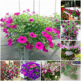 Hạt Giống Hoa Dạ Yến Thảo Rủ Dễ Trồng Mix Mầu Gói 200 Hạt