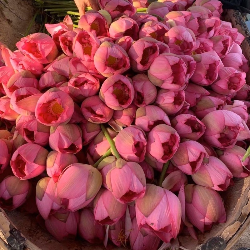 Trà Sen Hồ Tây sấy lạnh