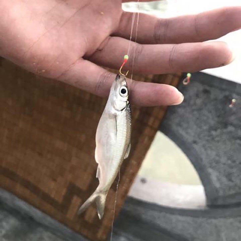 Bộ thẻo 7 lưỡi câu cá mương hồ siêu nhạy có rọ sắt