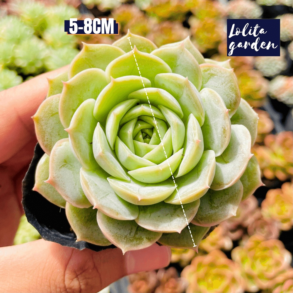 Sen đá ngọc bích Đà Lạt size bé cây cảnh trang trí nhà cửa Lolita garden