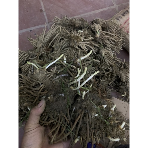 Cây giống măng tây tím