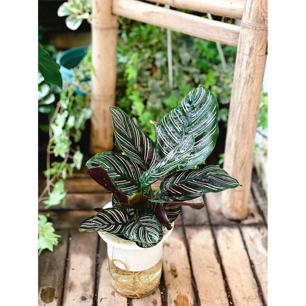 Cây Calathea ornata Sanderiana (Đuôi Công Đen, Hắc Công Vỹ) kèm chậu thuỷ canh 2 lớp không cần tưới