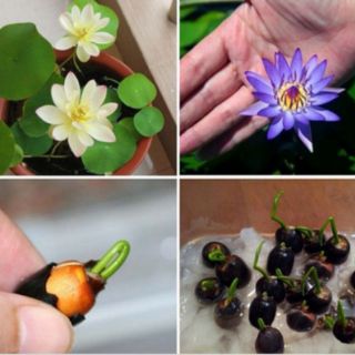 5 hạt giống sen nhật mini 5  màu