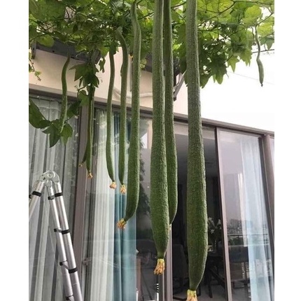 Hạt giống mướp Thái siêu dài 2m