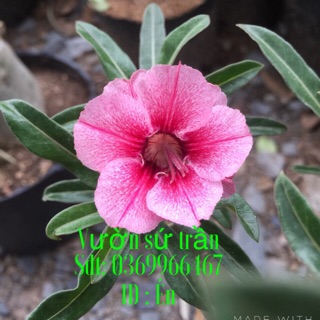 Hoa Sứ Chim Én