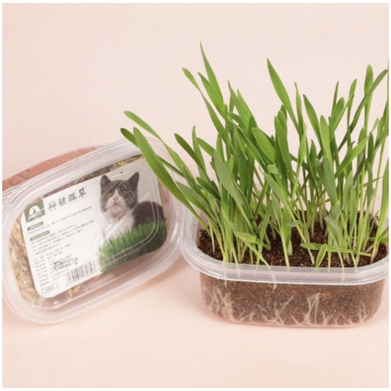 Bộ Kit tự trồng cỏ mèo tại nhà