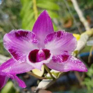 Trầm 6 mắt giống