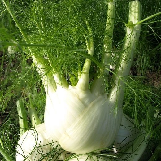 Hạt giống Củ Hồi_ Củ Thì Là F1 Fennel