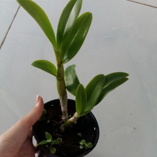 Hoa lan denro nắng 3 vàng 3 đỏ