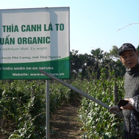 Trà dây thìa canh đặc biệt DK chuẩn Organic hỗ trợ ổn định đường huyết, thực phẩm cho người tiểu đường