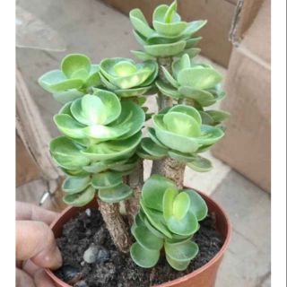 Sen Đá Lục Bình Portulaca Molokiniensis