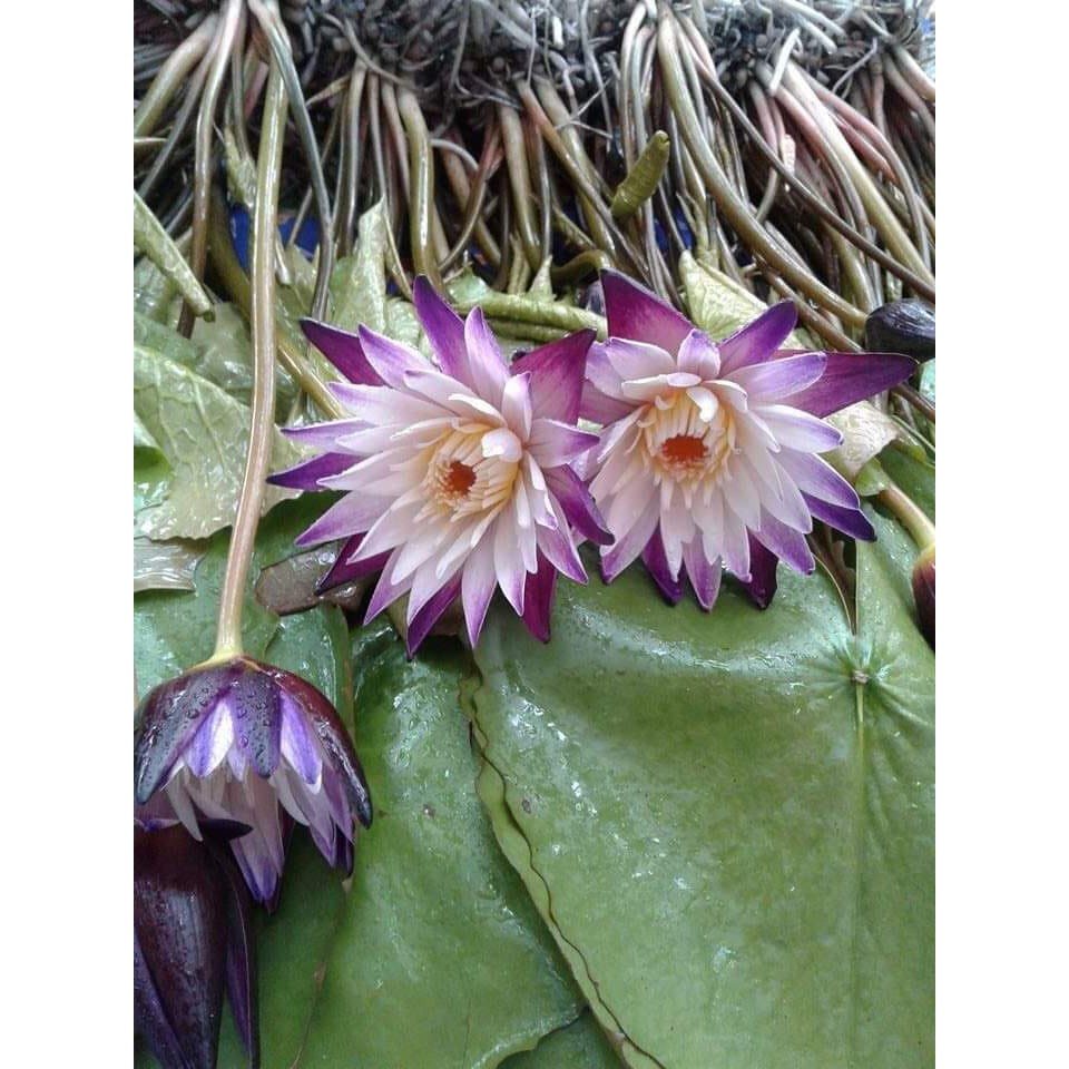 Cây to hoa súng thái lan màu Tím Trắng Purple Joy