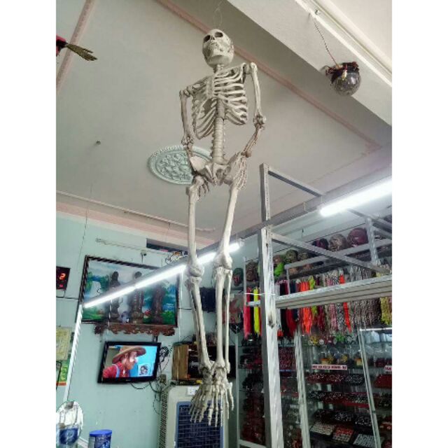 Mô hình Bộ xương người nhựa 165cm trang trí Halloween
