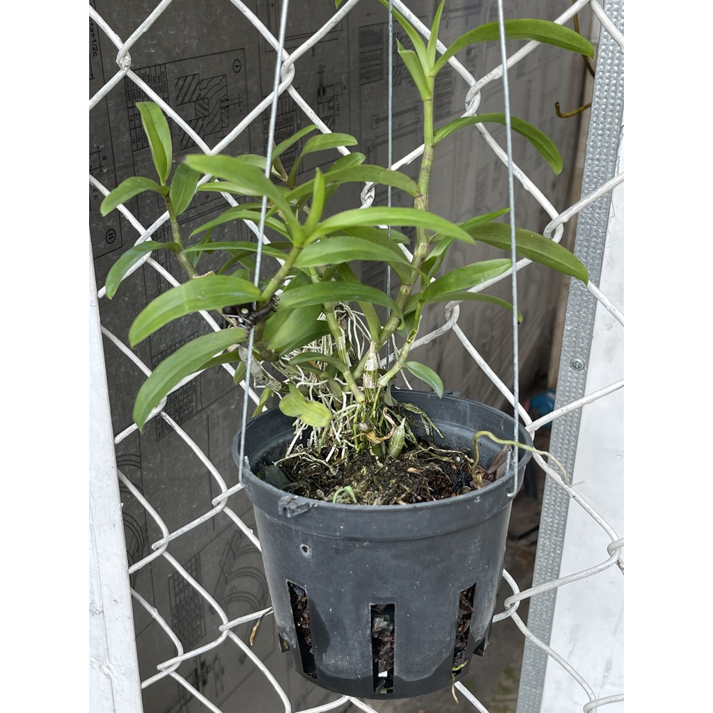 Phong lan phi điệp ám vùng Hòa Bình 5 cánh thanh lý giá rẻ