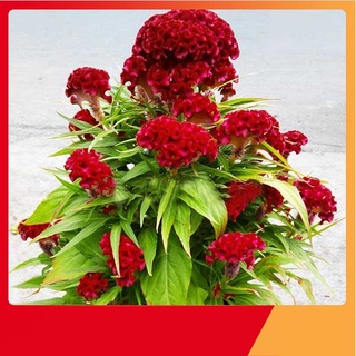 💥100H_HẠT GIỐNG MÀO GÀ BÚA (NẢY MẦM CHUẨN)
