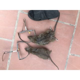 Bẫy chuột thông minh bán nguyệt kẹp bắt chuột cống lớn nhắt nhỏ mini hiệu quả sập siêu nhạy tự động sắt