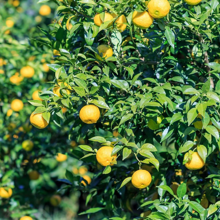 PREMIUM. Yuzu Sorbet