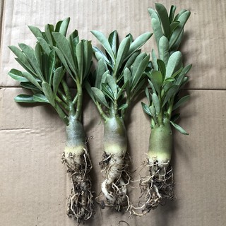 Cây giống sứ Kim Tự Tháp 8 tháng tuổi - Cây nguyên bản gieo từ hạt nhập Thái