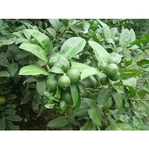 Cây giống chanh chùm tứ quý không hạt cây ghép cao 40-45cm ( trồng chậu được )