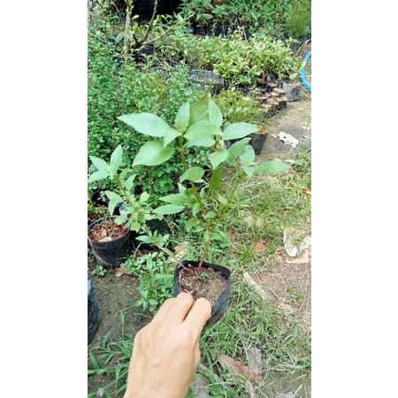 CÂY HÚNG QUẾ. NẤU CANH CHUA,NIÊM GIA VỊ 13k/bầu