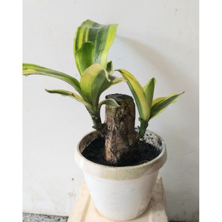 Cây Phát Tài mini để bàn