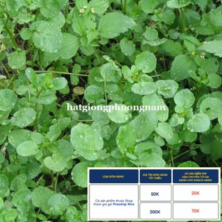 0.5GR - HẠT GIỐNG RAU XÀ LÁCH XOONG