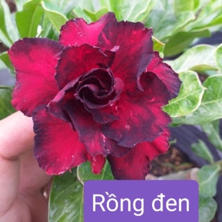 Cây sứ ghép__ combo 7 cây__7 màu