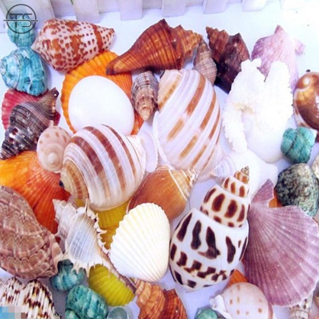 Vỏ ốc đủ màu trang trí