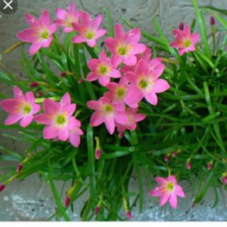 Sét 5 cây tóc tiên giống(HUỆ MƯA hồng)