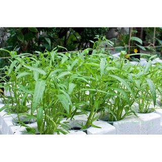 Hạt giống rau muống lá nhỏ 100 gr
