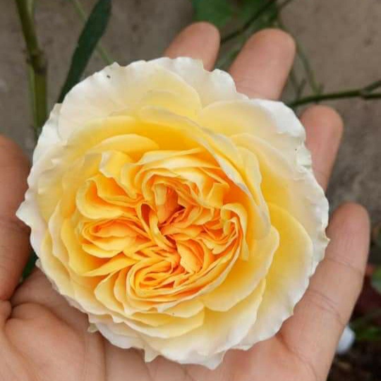 Hoa hồng ngoại Beatrice rose – Bông lớn - Hương thơm-Vườn Hoa Melinhrose